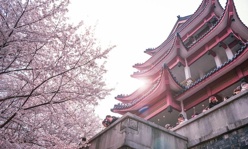 Đường hoa anh đào trải dài lãng mạn