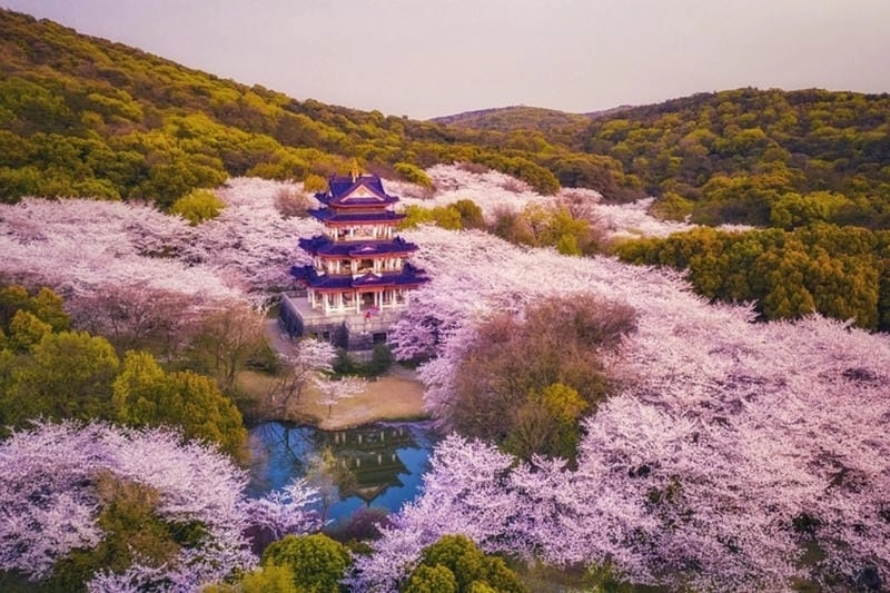 Mùa xuân Thượng Hải ngập tràn sắc hoa anh đào