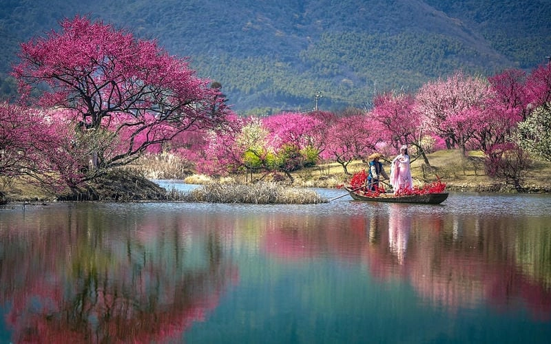 Hoa anh đào nở rộ khắp nơi trên đất Trung Quốc