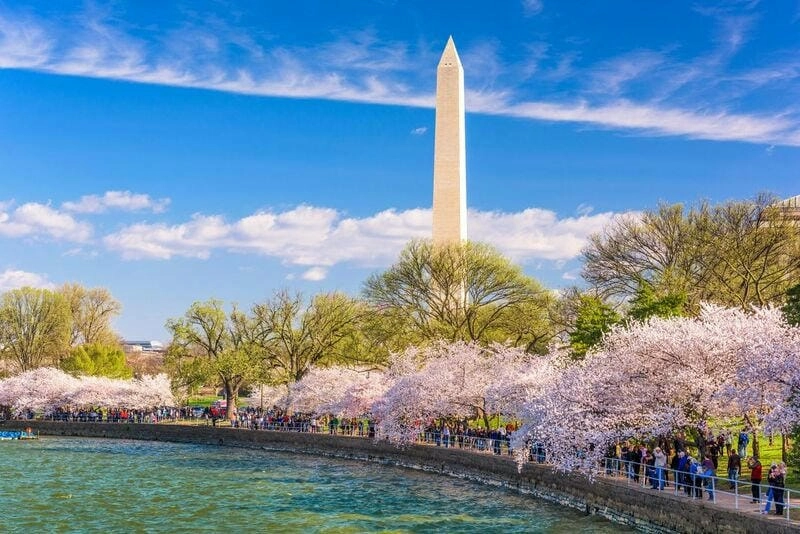 Ảnh hoa anh đào Washington đẹp rực rỡ như cổ tích