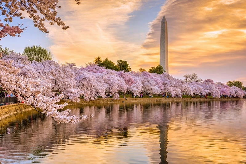 Những địa điểm ngắm hoa anh đào đẹp ở Washington DC là lựa chọn tuyệt vời