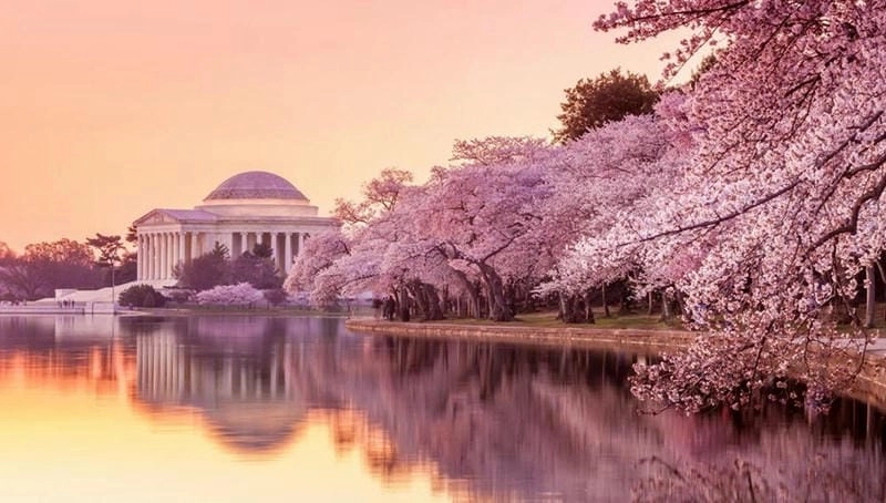 Trải nghiệm đáng nhớ cùng mùa hoa anh đào Washington DC là kỉ niệm khó quên