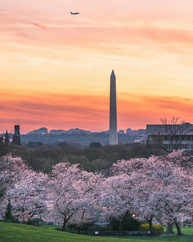 Hoàng hôn Washington DC lãng mạn bên những cánh hoa anh đào