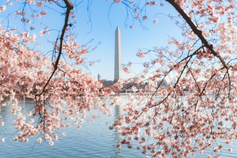 Công viên hoa anh đào Washington DC ngập tràn sắc hồng