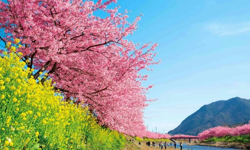 Đường hoa anh đào trải dài lãng mạn