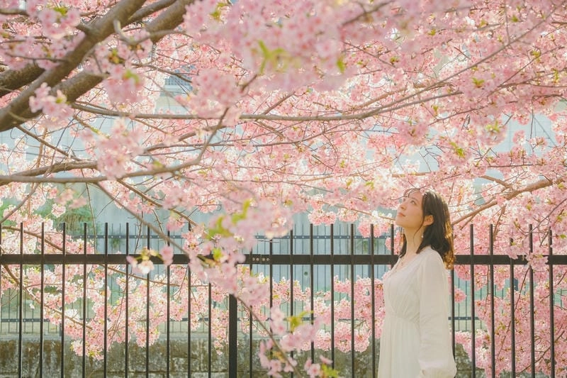 Mùa xuân Rome ngập tràn sắc hoa anh đào