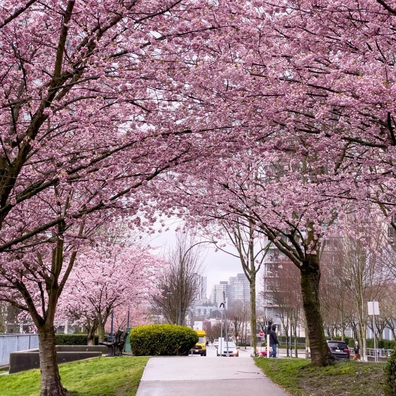 Công viên Villa Borghese mùa hoa anh đào đẹp ngỡ ngàng