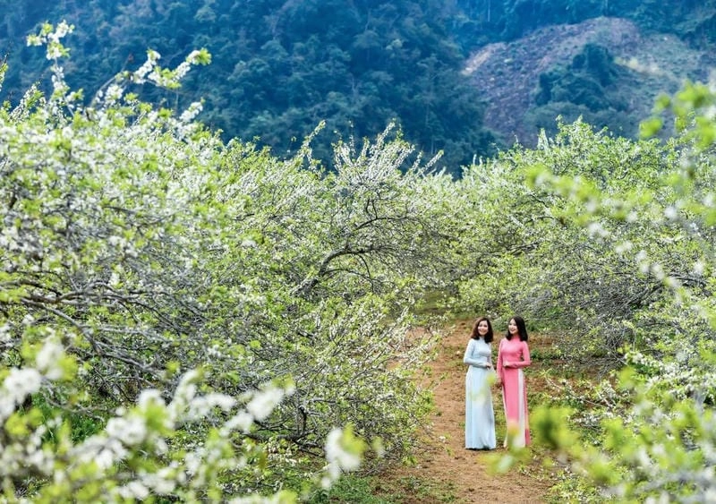 Khung cảnh mùa xuân Hà Giang thơ mộng