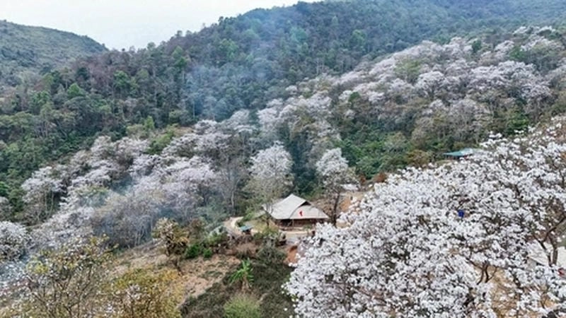 Ngắm đồi hoa ban khoe sắc tím