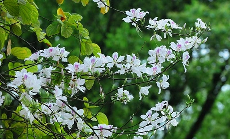 Hoa ban nở rộ phủ tím rẻo cao