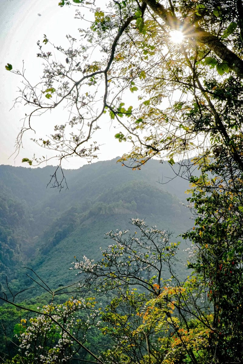Nắng sớm tinh khôi bình minh hoa ban
