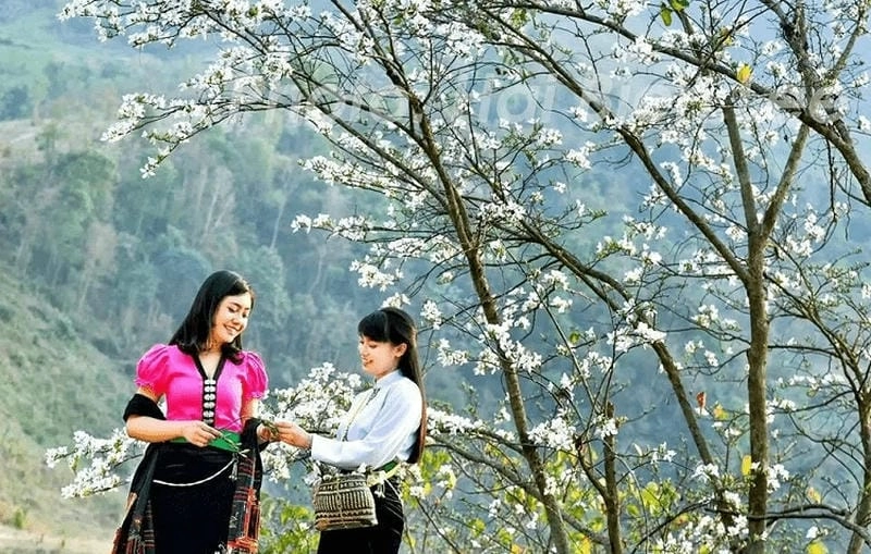 Đồi hoa ban trắng xóa trải dài làm say lòng khách phương xa