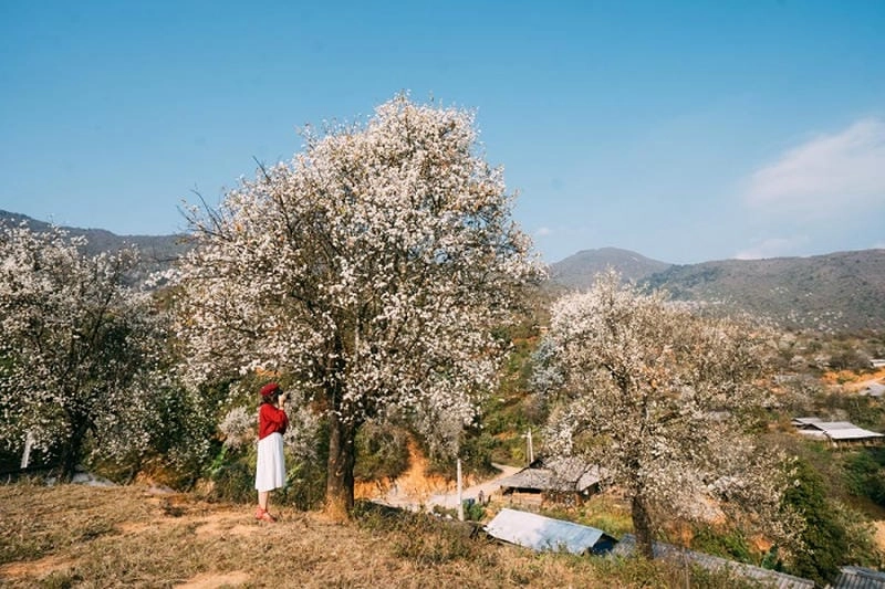 Mùa xuân hoa ban Sơn La khoe sắc trắng thanh khiết
