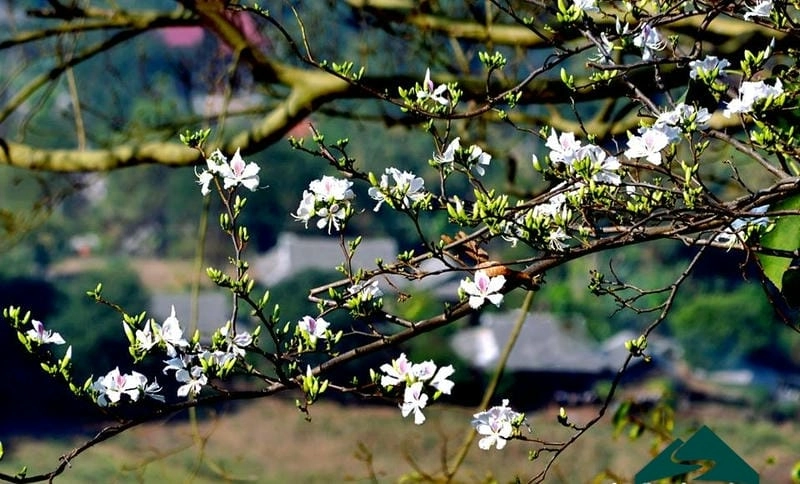 Trải nghiệm văn hóa xuân Sơn La qua sắc hoa ban