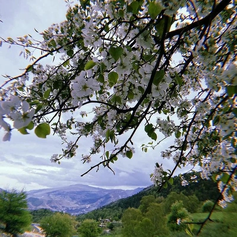 Mùa xuân Sơn La ngập tràn hoa ban trắng tinh khôi