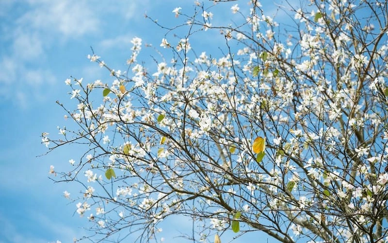 Đồi hoa ban Sơn La trải dài như bức tranh thiên nhiên