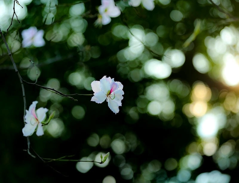 Hoàng hôn Sơn La nhuộm sắc hoa ban lung linh tuyệt đẹp