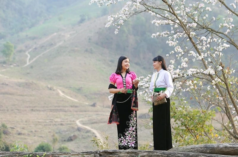 Hoa ban Sơn La nở rộ chào đón mùa xuân tươi đẹp