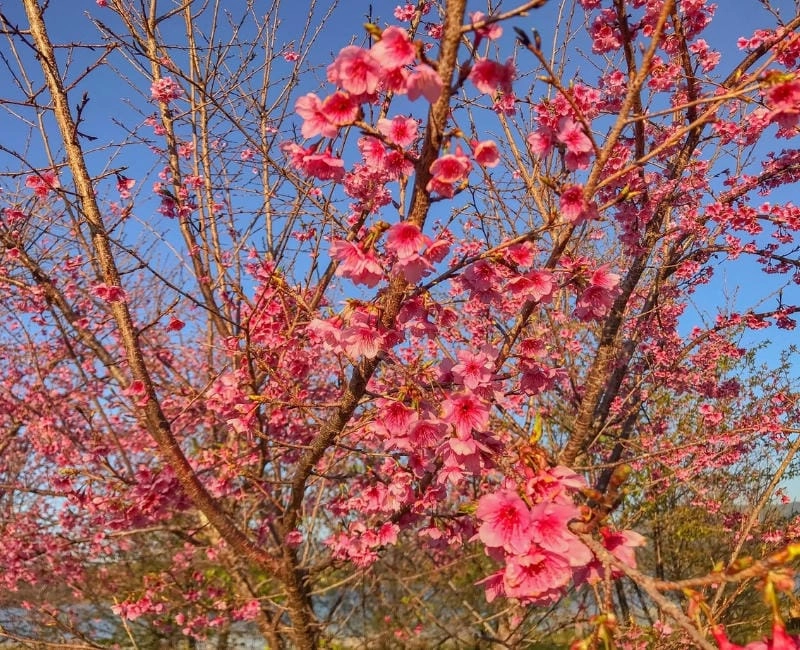 Đường mòn hoa đào Điện Biên đẹp mê hoặc bước chân