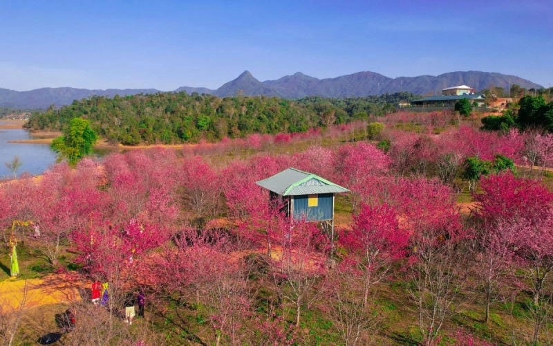Khám phá các địa điểm ngắm hoa đào đẹp ở Điện Biên