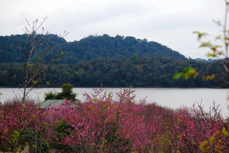Mùa xuân Điện Biên ngập tràn sắc đào và ánh nắng