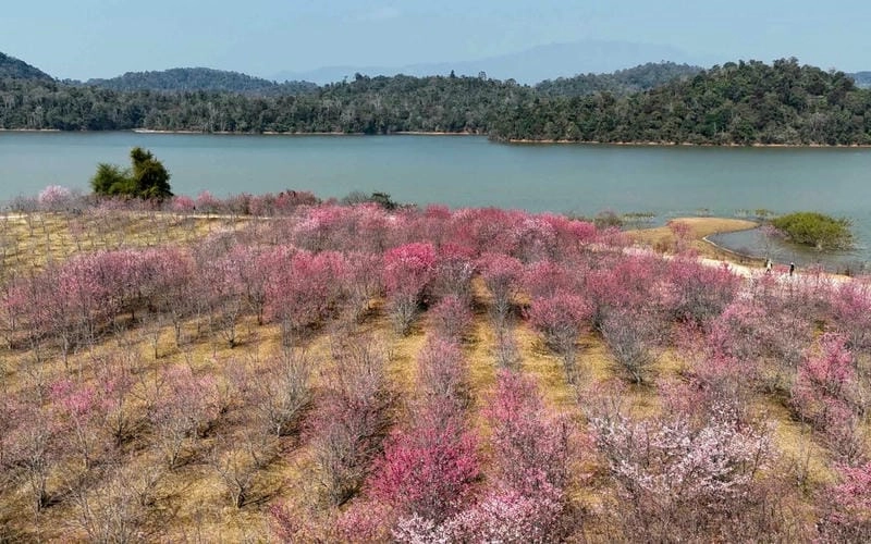 Sương mù hoa đào Điện Biên huyền ảo như cổ tích