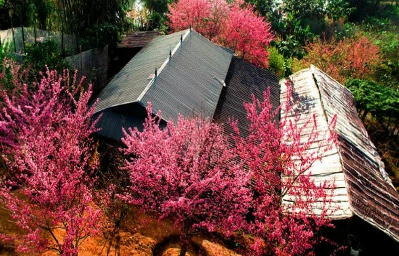 Hoa đào nở rộ Điện Biên tạo nên mùa xuân rực rỡ