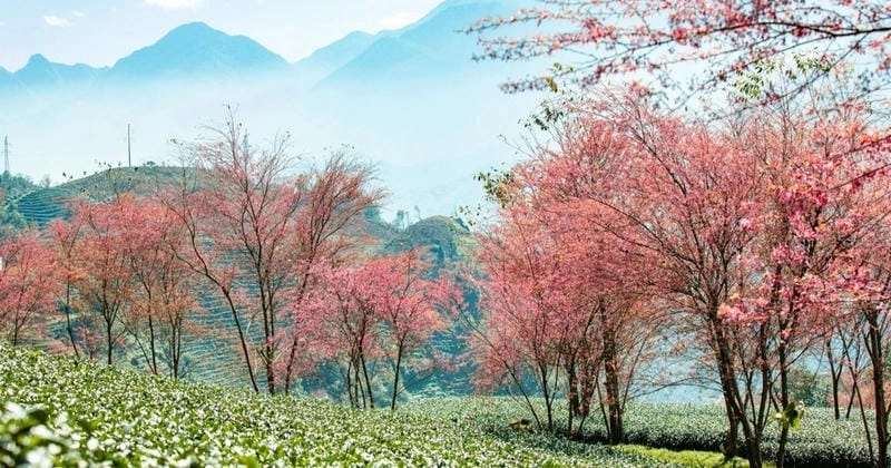 Mùa xuân hoa đào Lai Châu rực rỡ đầy sắc màu