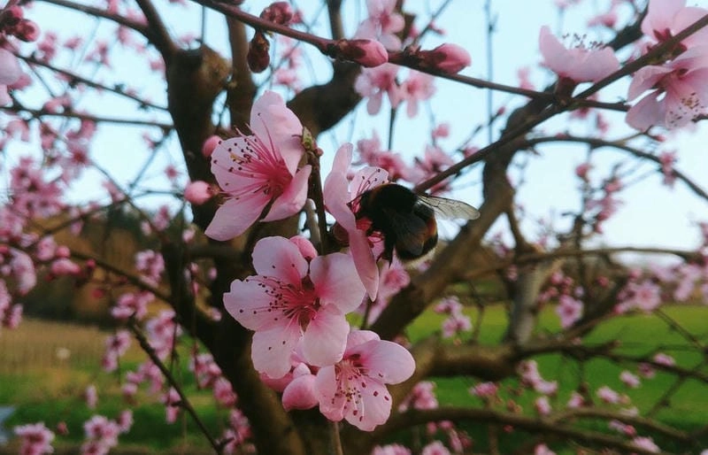 Khám phá địa điểm ngắm hoa đào Lai Châu lý tưởng