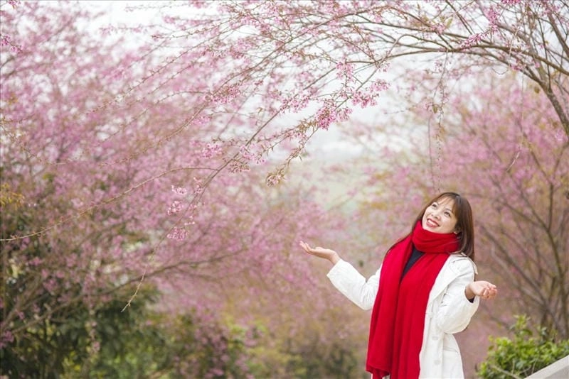 Sương mù mùa xuân Lai Châu nhẹ nhàng phủ hoa đào