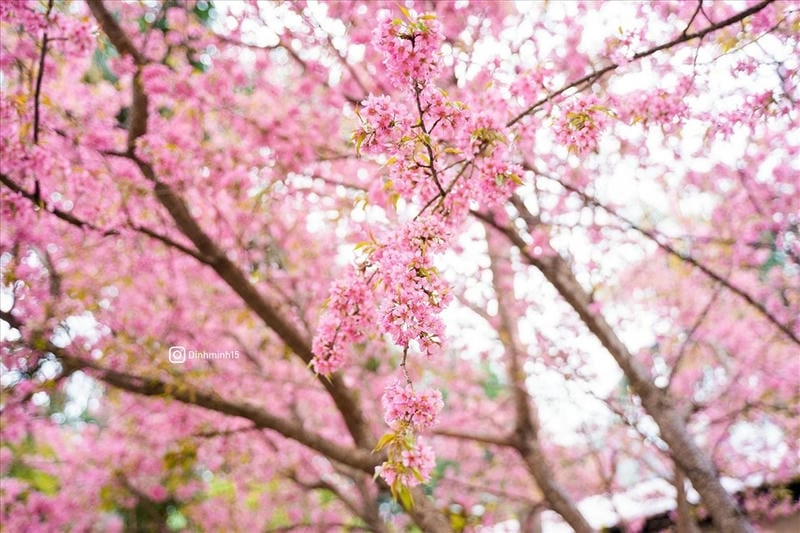 Lai Châu thơ mộng với mùa xuân hoa đào ngát hương