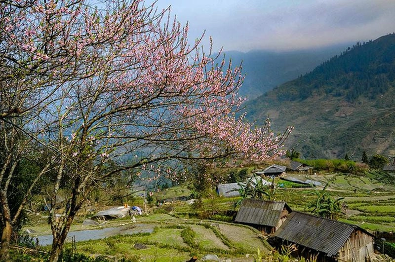 Ngắm hoa bung nở trên đồi hoa đào thơ mộng