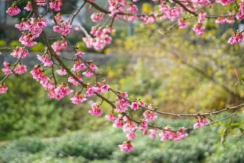 Sắc hồng quyện nắng trong hoàng hôn Mộc Châu