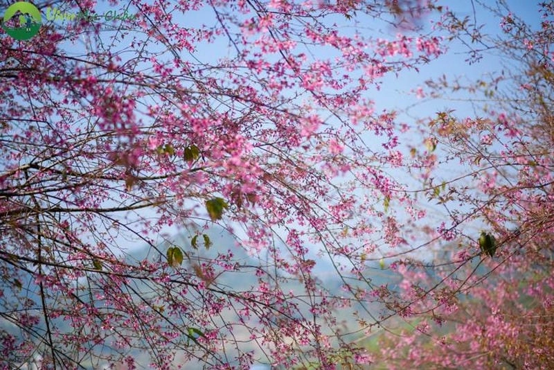 Góc nhìn lãng mạn về Mộc Châu thơ mộng