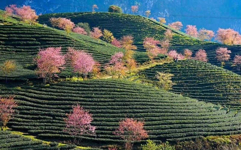 Săn ảnh đẹp đúng thời điểm lý tưởng để ngắm hoa đào Sapa