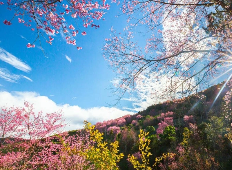 Say đắm ánh sáng bình minh hoa đào