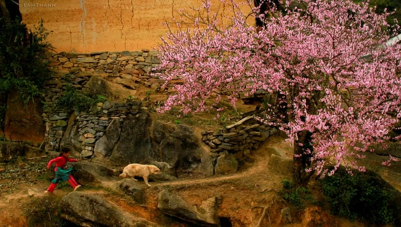 Mơ màng khung cảnh hoàng hôn Sapa