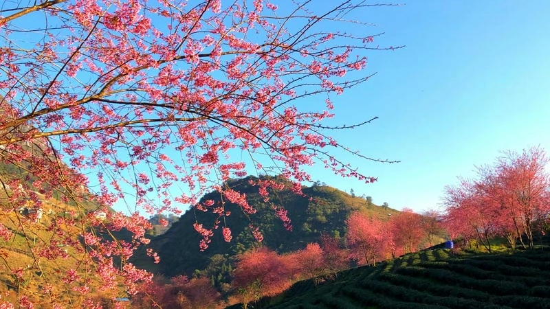 Mềm mại sắc hồng hoa đào thung lũng