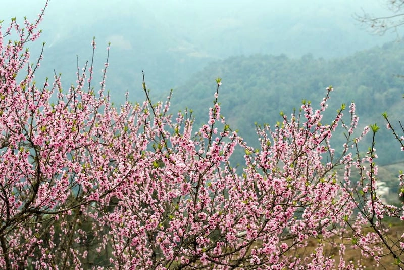 Khó cưỡng với những lý do khiến Sapa hoa đào trở nên thu hút