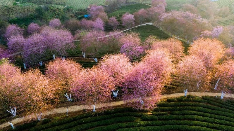 Cả núi rừng chìm trong hoa đào nở rộ
