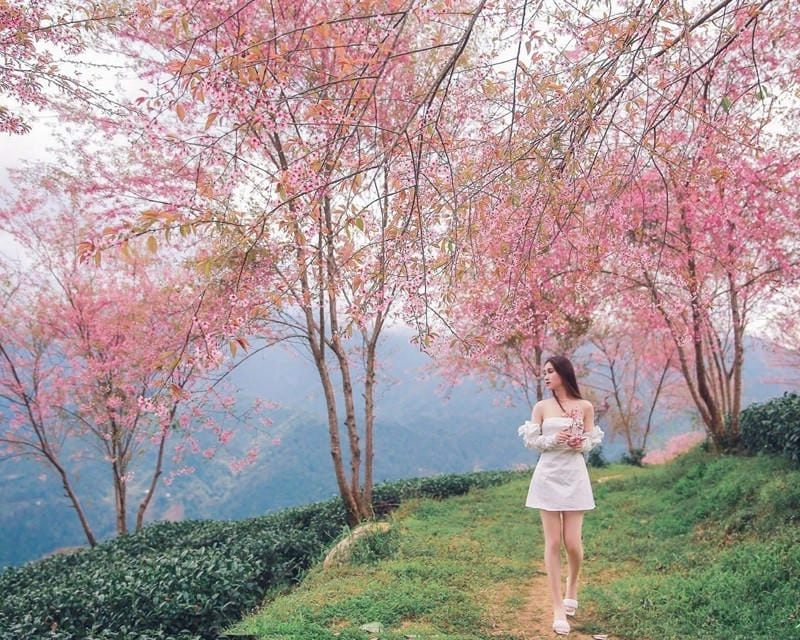 Đắm chìm trong ảnh hoa đào Sapa
