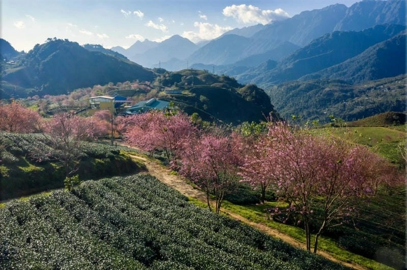 Lung linh sắc màu mùa xuân Sapa