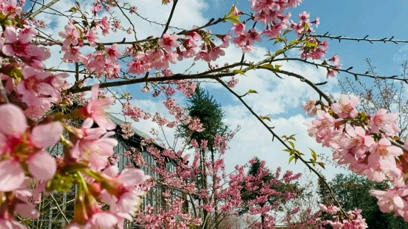 Ngắm Fansipan hoa đào giữa mây trời