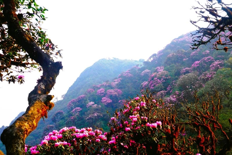 Những địa điểm ngắm mùa hoa đỗ quyên Nepal đẹp như tranh vẽ