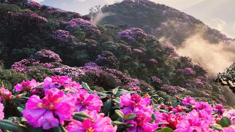 Hoàng hôn Nepal lãng mạn bên những đóa hoa đỗ quyên