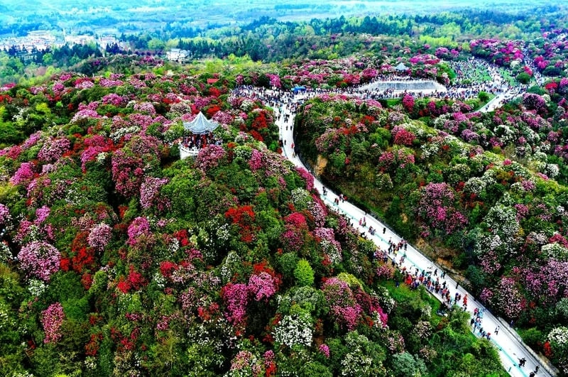 Đường hoa đỗ quyên đẹp như tranh vẽ