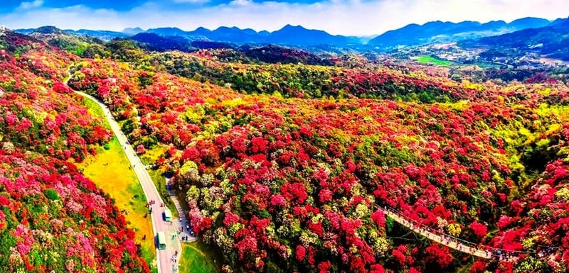 Bình minh đỗ quyên đẹp đến nao lòng