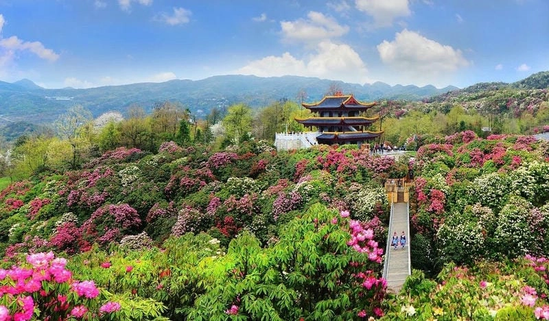 Sương mù đỗ quyên buổi sớm mai huyền ảo