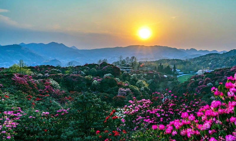 Hoa đỗ quyên nở rộ khắp Trung Quốc