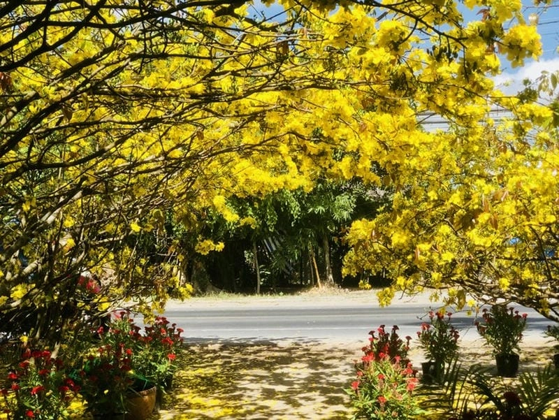 Lối nhỏ đường mòn hoa mai đầy sắc vàng